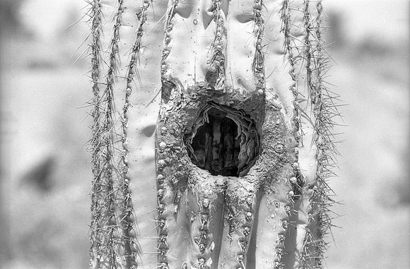 Saguaro Cactus - Tucson, AZ